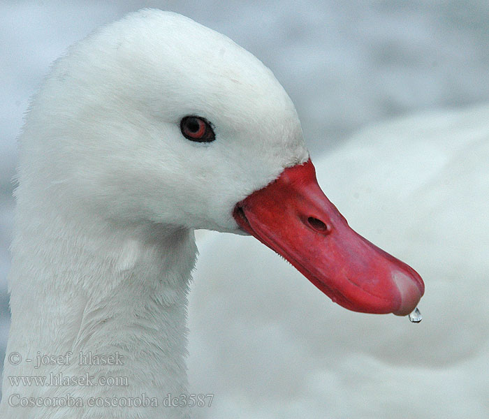 Coscoroba coscoroba Labuť koskoroba Coscoroba Swan Cisne Coscoroba Apororoca Capororoca Cisne Coscoroba blanc Coscorobaschwan Coscorobasvan Ankkajoutsen カモハクチョウ Coscoroba-gans Cigno coscoroba Coscorobasvane Koskoroba biela Coscorobasvan Koskoroba Kuğusu Коскороба