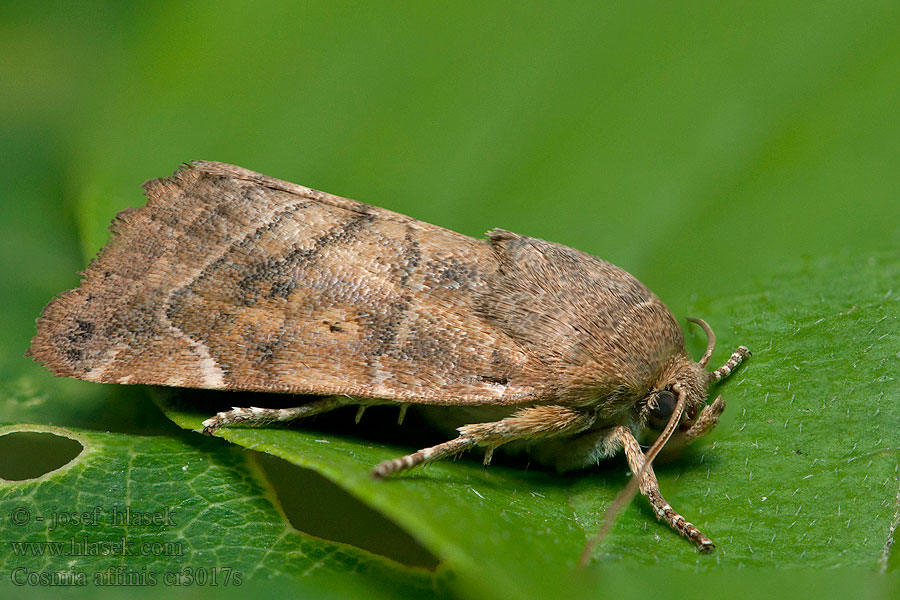 Cosmia affinis Blýskavka dubová Rotbraune Ulmeneule Sivkavec dubový