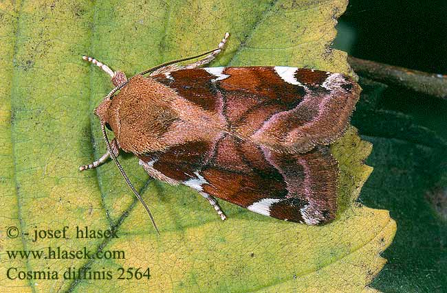 Cosmia diffinis White-spotted Pinion Weißflecken-Ulmeneule Blýskavka jilmová Nacarat Lepenuil Sivkavec brestový Almrovfly Совка вязовая красно-бурая