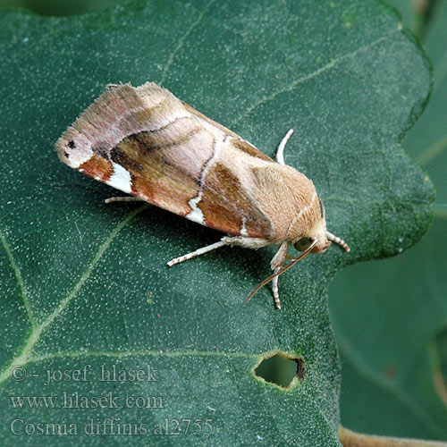 Blýskavka jilmová Nacarat Lepenuil Sivkavec brestový Almrovfly Совка вязовая красно-бурая Cosmia diffinis White-spotted Pinion Weißflecken-Ulmeneule