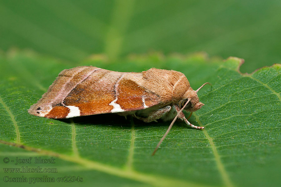 White-spotted Pinion Weißflecken-Ulmeneule Cosmia diffinis