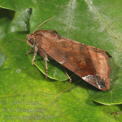 Cosmia pyralina Violettbraune Ulmeneule Lunar-spotted Pinion