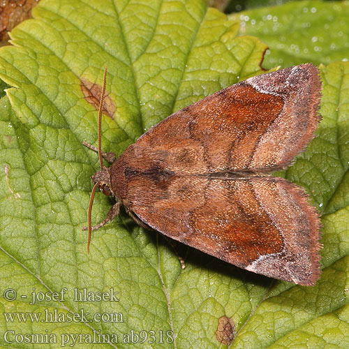 Violettbraune Ulmeneule Lunar-spotted Pinion Blýskavka hrušňová