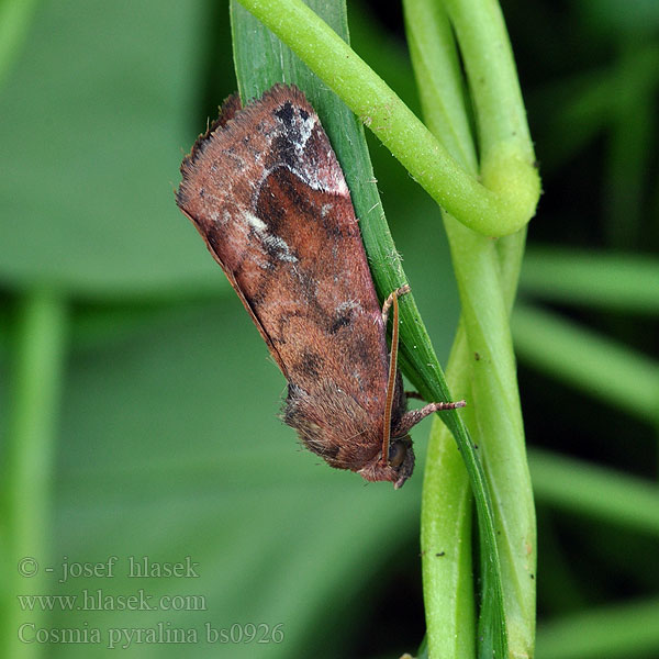 Cosmia pyralina Violettbraune Ulmeneule Lunar-spotted Pinion