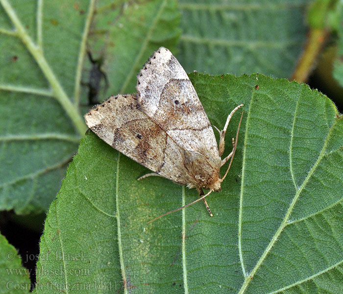 Cosmia trapezina Dun-bar