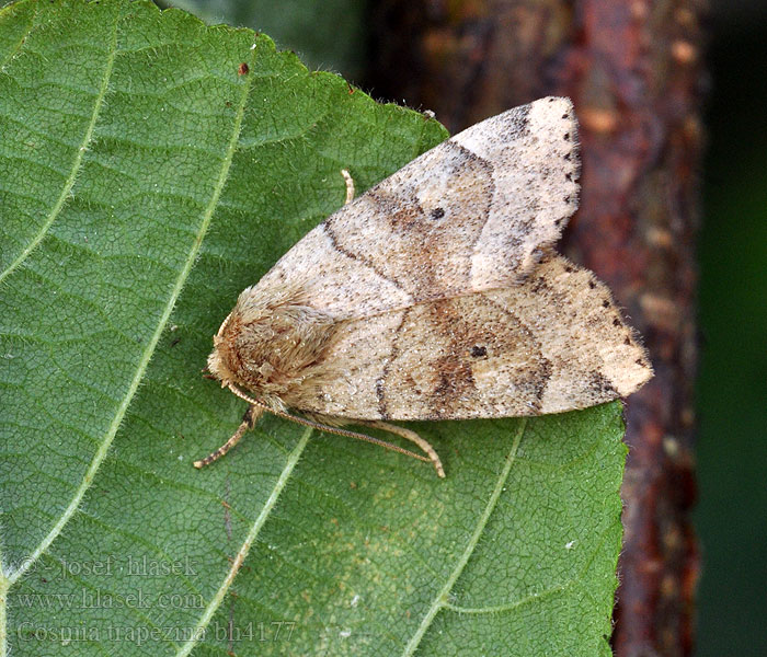 Cosmia trapezina Trapez-Eule