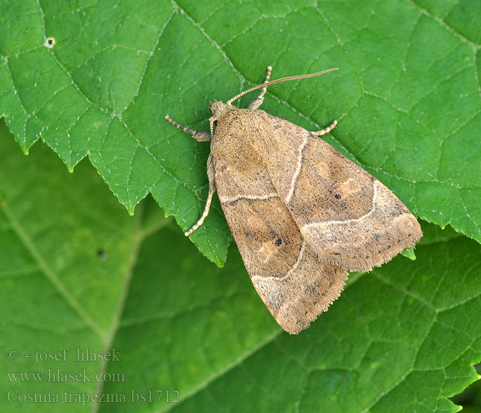 Cosmia trapezina Hyena