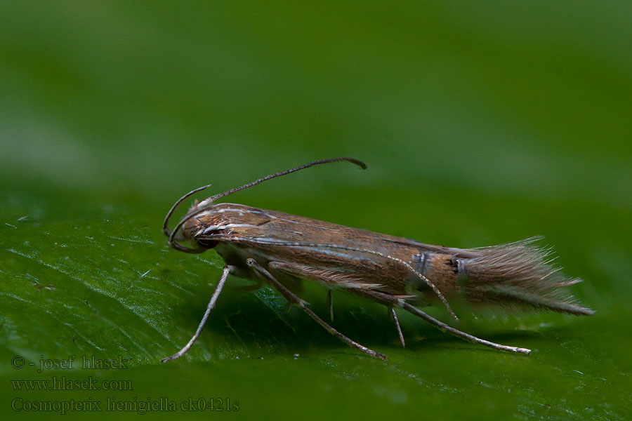 Cosmopterix lienigiella Gele rietprachtmot