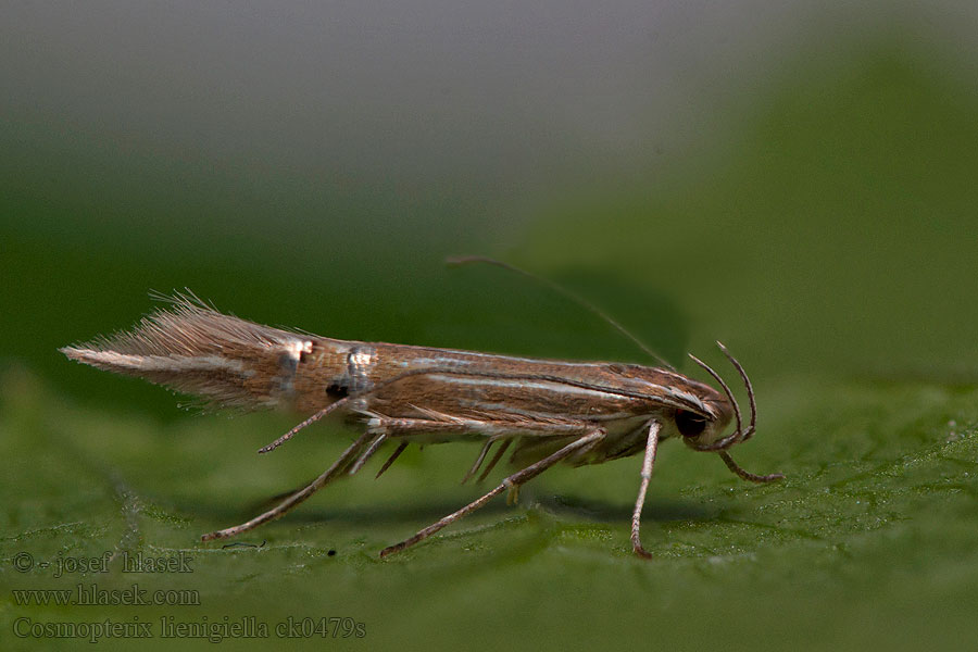 Cosmopterix lienigiella Nádaknázó tündérmoly