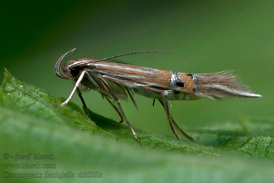 Cosmopterix lienigiella Gulgrå vassfransmal Tagrørsfrynsemøl