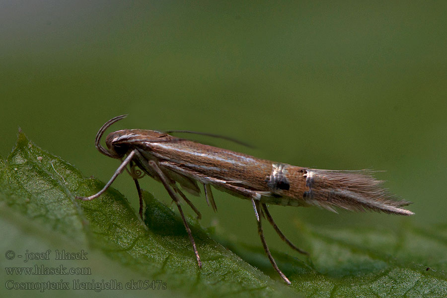 Gele rietprachtmot Nádaknázó tündérmoly Cosmopterix lienigiella