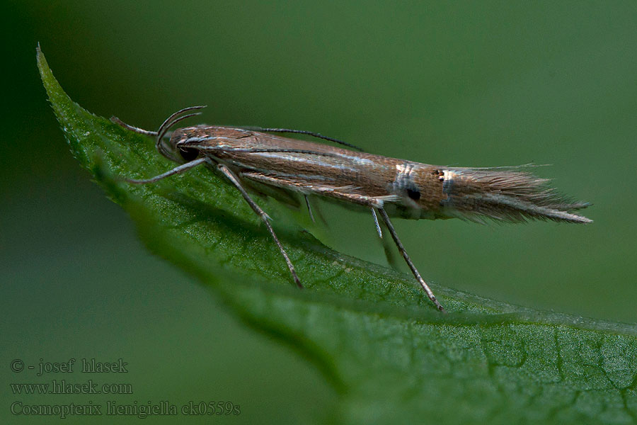 Gulgrå vassfransmal Tagrørsfrynsemøl Cosmopterix lienigiella