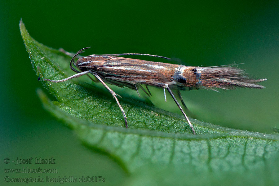 Tagrørsfrynsemøl Cosmopterix lienigiella