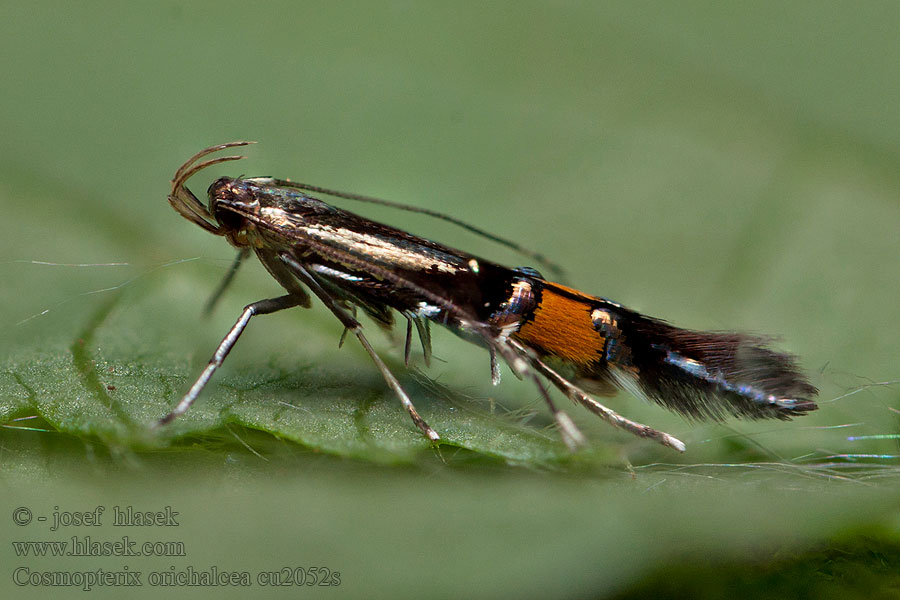 Cosmopterix orichalcea Marsh Cosmet Zdobníček mosadzný