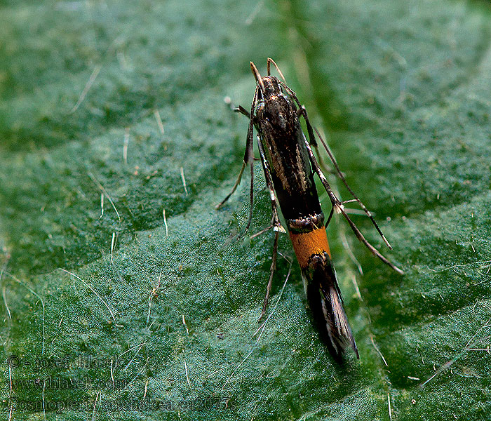 Cosmopterix orichalcea Csenkeszaknázó tündérmoly Ängsgräsfransmal