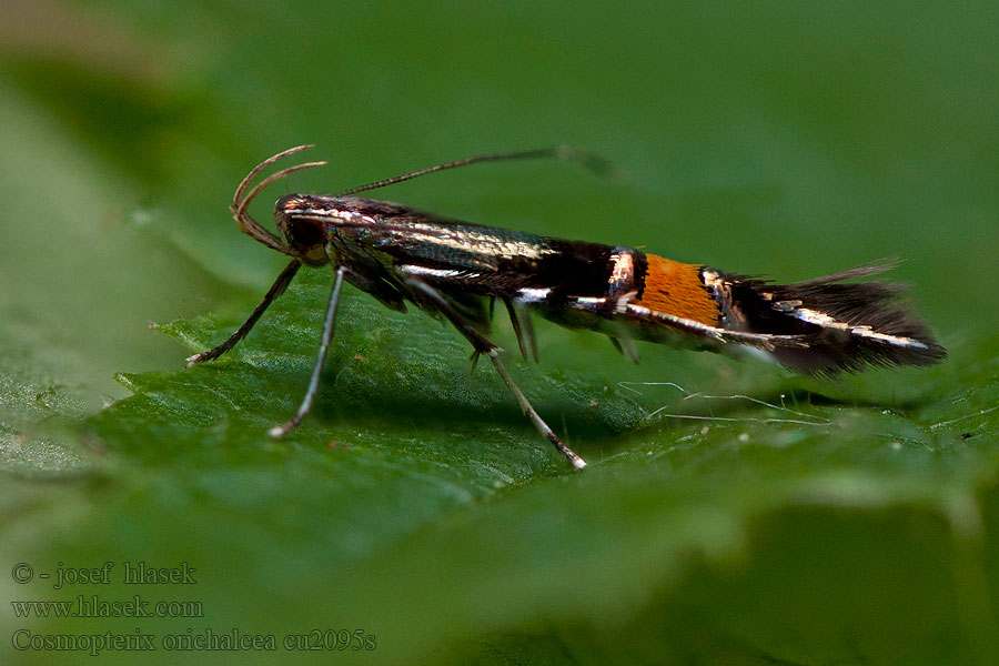 Marsh Cosmet Zdobníček mosadzný Cosmopterix orichalcea