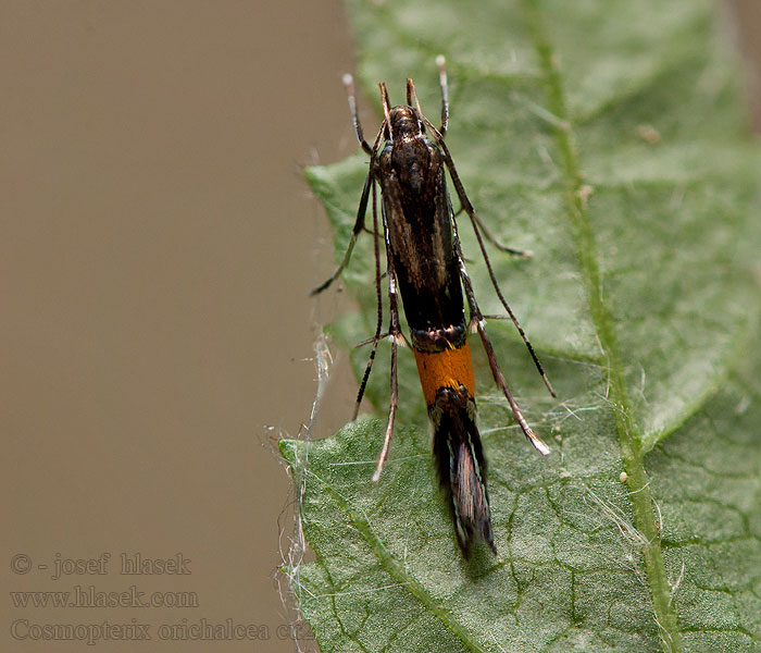 Csenkeszaknázó tündérmoly Ängsgräsfransmal Cosmopterix orichalcea