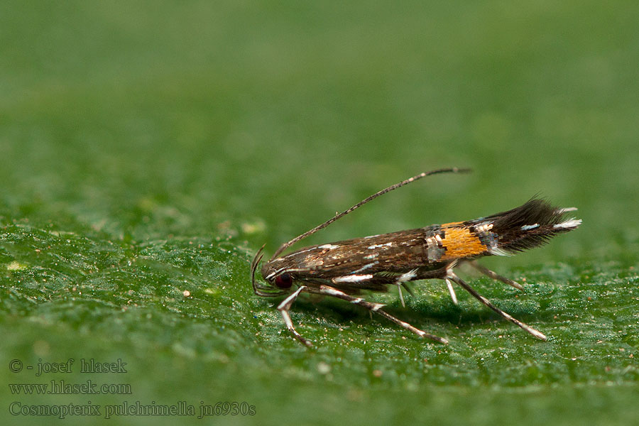 Cosmopterix pulchrimella Glaskruidprachtmot