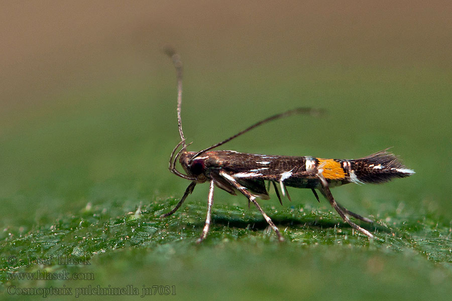 Cosmopterix pulchrimella Glaskruidprachtmot