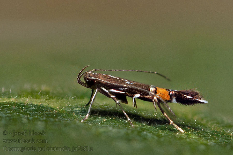 Cosmopterix pulchrimella Glaskruidprachtmot