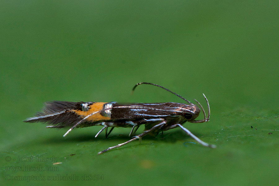 Cosmopterix scribaiella Zdobníček Scribaov Zwarte rietprachtmot