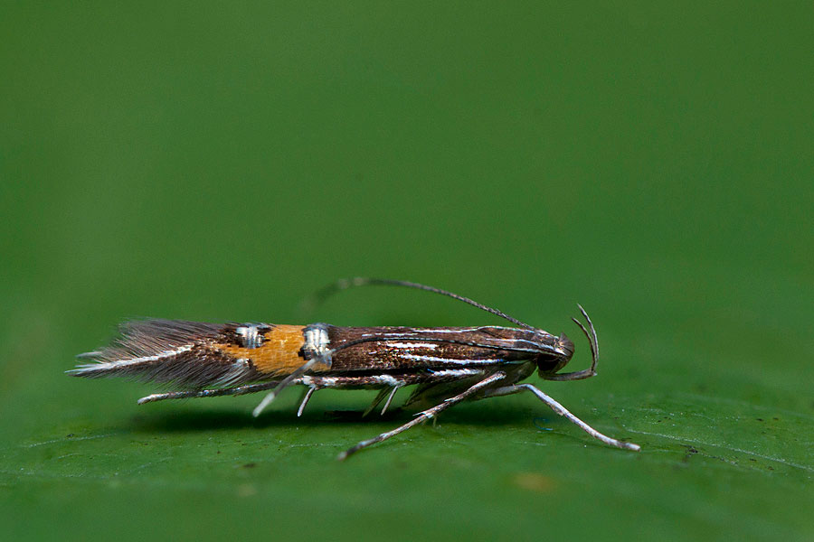 Cosmopterix scribaiella Levantei tündérmoly Svart vassfransmal