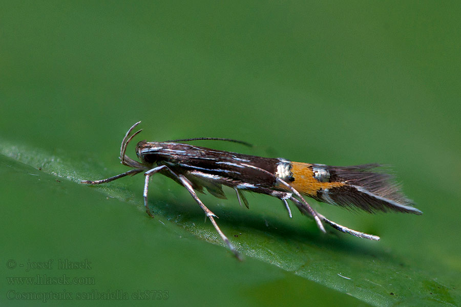 Zdobníček Scribaov Zwarte rietprachtmot Cosmopterix scribaiella