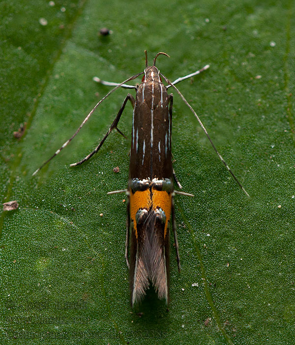 Levantei tündérmoly Svart vassfransmal Cosmopterix scribaiella border=