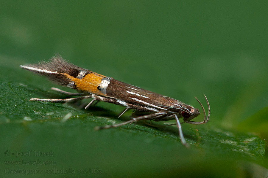 Levantei tündérmoly Cosmopterix scribaiella