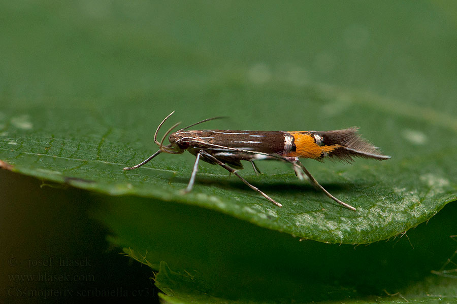 Svart vassfransmal Cosmopterix scribaiella