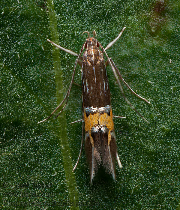 Cosmopterix scribaiella