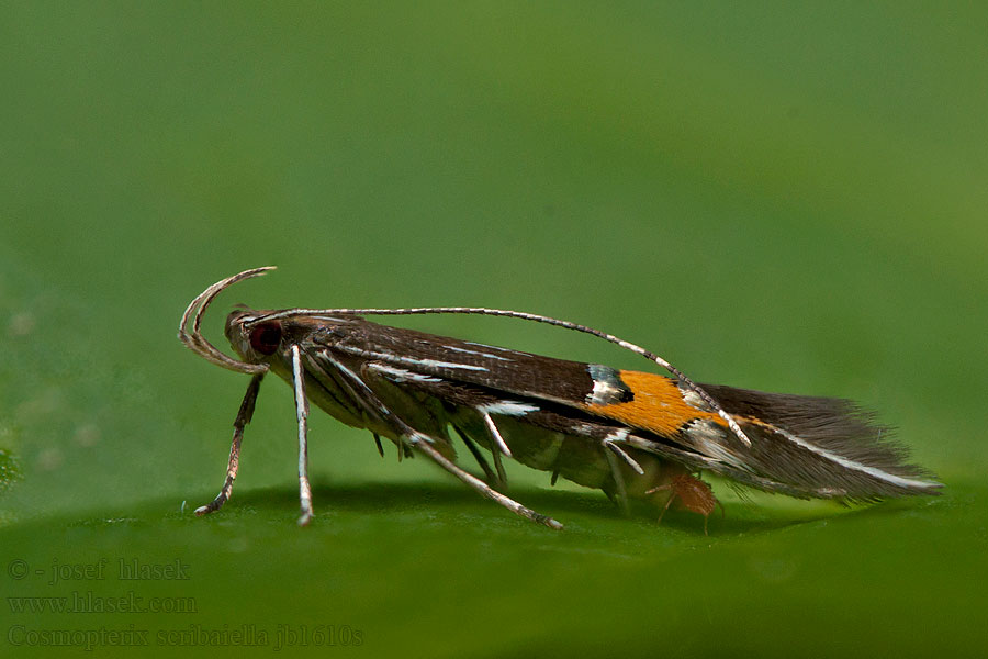 Cosmopterix scribaiella Zdobníček Scribaov