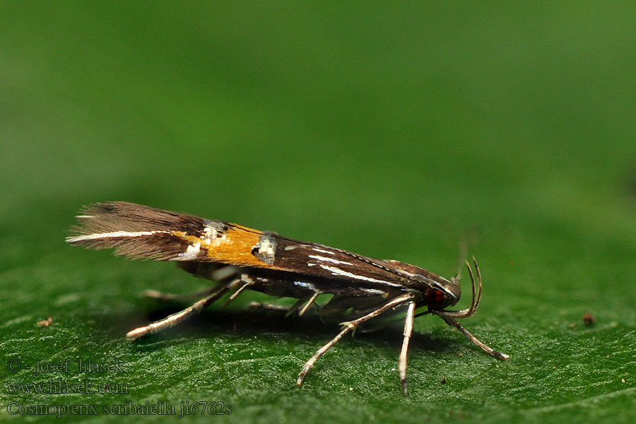 Zdobníček Scribaov Zwarte rietprachtmot Cosmopterix scribaiella