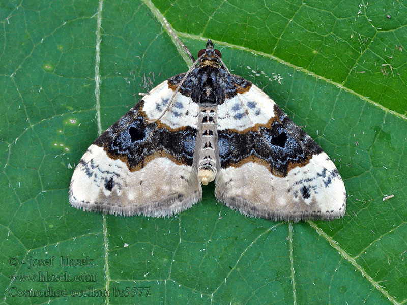 Augenflecken-Blattspanner Cosmorhoe ocellata