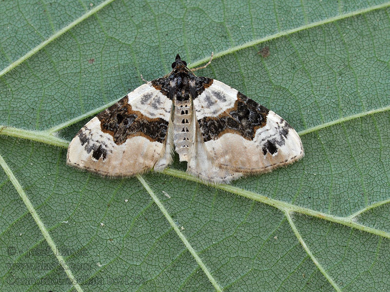 Purple Bar Cosmorhoe ocellata