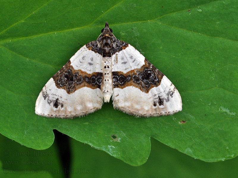 Phalène ocellée Cosmorhoe ocellata