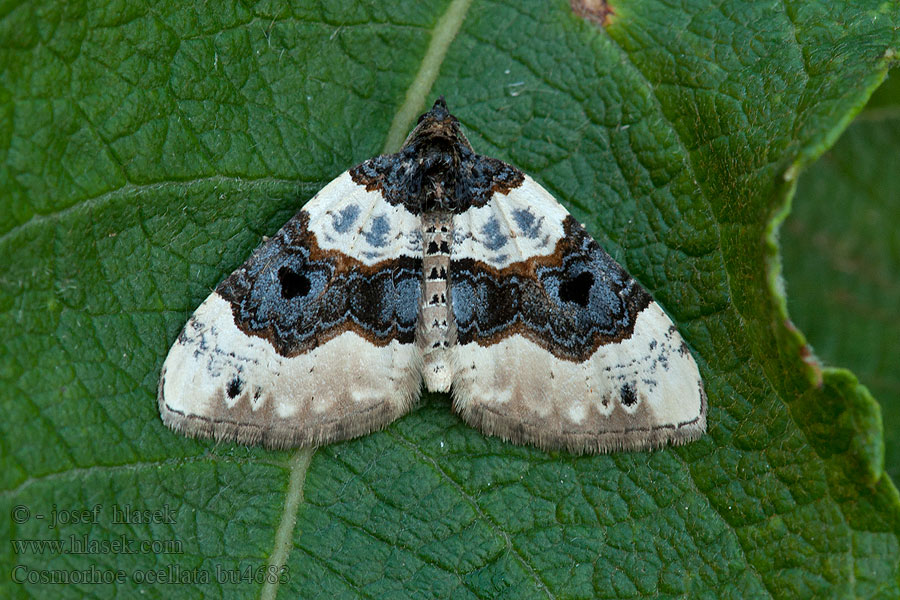 Píďalka očkovaná Cosmorhoe ocellata