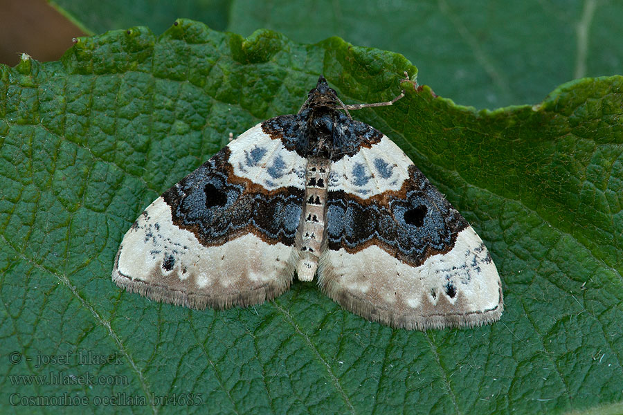 Augenflecken-Blattspanner Purple Bar Cosmorhoe ocellata