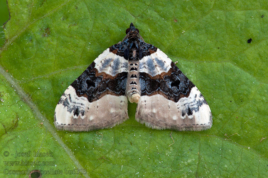 Piadivka očkatá Phalène ocellée Cosmorhoe ocellata