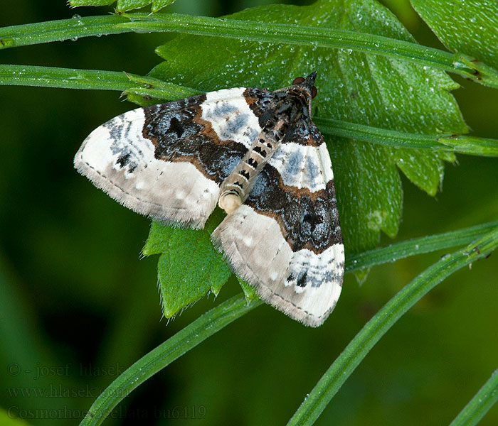 Пяденица глазчатая Paśnik dwuziernik Cosmorhoe ocellata