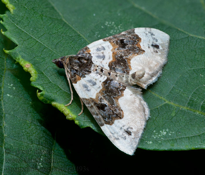 Paśnik dwuziernik Blauwbandspanner Cosmorhoe ocellata