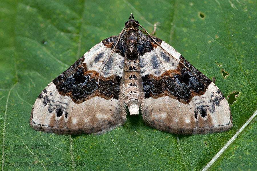 Píďalka očkovaná Cosmorhoe ocellata