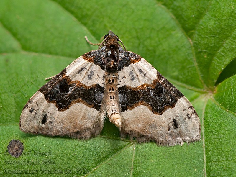 Szemes galajaraszoló Silmämittari Cosmorhoe ocellata