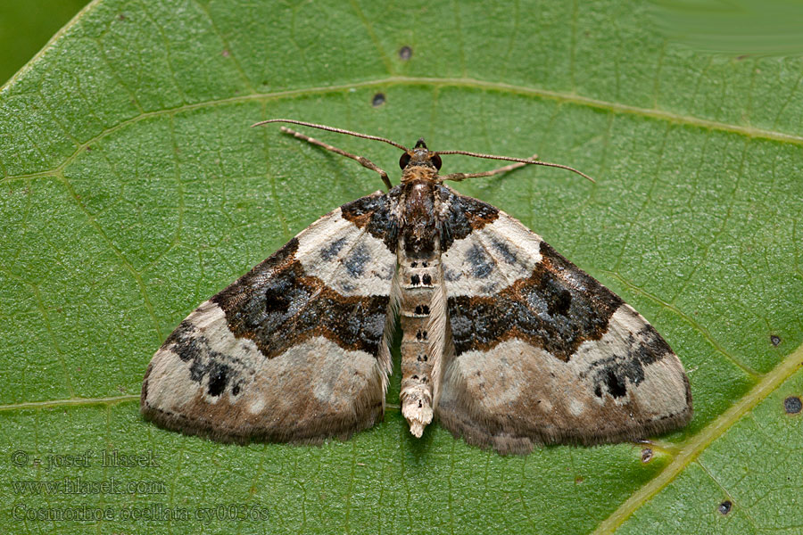 Augenflecken-Blattspanner Purple Bar Piadivka očkatá Cosmorhoe ocellata