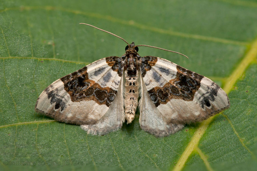 Píďalka očkovaná Cosmorhoe ocellata