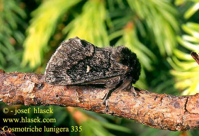 Cosmotriche lunigera lobulina Goat Moth Rohukedrik Kuutäplä Mondfleckglucke Bourovec měsíčitý Fjällspinnare Barrskogsspinnare Priadkovec smrekovy Barczatka miesięcznica Lunigère Taigaspinner Коконопряд лунчатый
