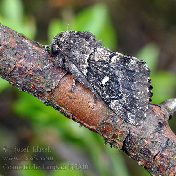 Priadkovec smrekovy Barczatka miesięcznica Lunigère Taigaspinner Коконопряд лунчатый Cosmotriche lunigera lobulina Goat Moth Rohukedrik Kuutäplä Mondfleckglucke Bourovec měsíčitý Fjällspinnare Barrskogsspinnare