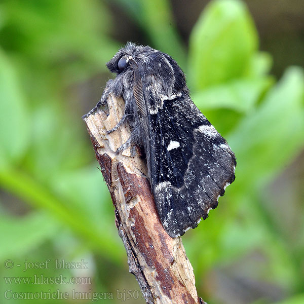 Cosmotriche lobulina lunigera Коконопряд лунчатый Goat Moth Rohukedrik Kuutäplä Mondfleckglucke Bourovec měsíčitý Fjällspinnare Barrskogsspinnare Priadkovec smrekovy Barczatka miesięcznica Lunigère Taigaspinner