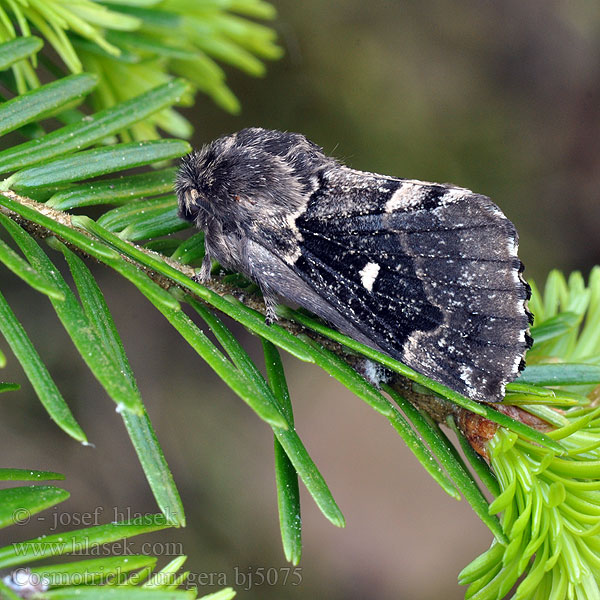 Goat Moth Rohukedrik Kuutäplä Mondfleckglucke Bourovec měsíčitý Fjällspinnare Barrskogsspinnare Priadkovec smrekovy Barczatka miesięcznica Lunigère Taigaspinner Cosmotriche lobulina lunigera Коконопряд лунчатый