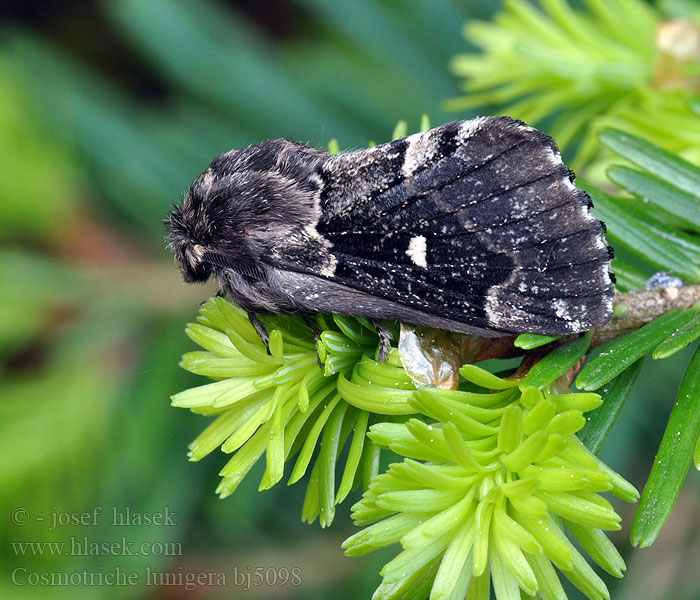 Barczatka miesięcznica Lunigère Taigaspinner Cosmotriche lobulina lunigera Коконопряд лунчатый Goat Moth Rohukedrik Kuutäplä Mondfleckglucke Bourovec měsíčitý Fjällspinnare Barrskogsspinnare Priadkovec smrekovy